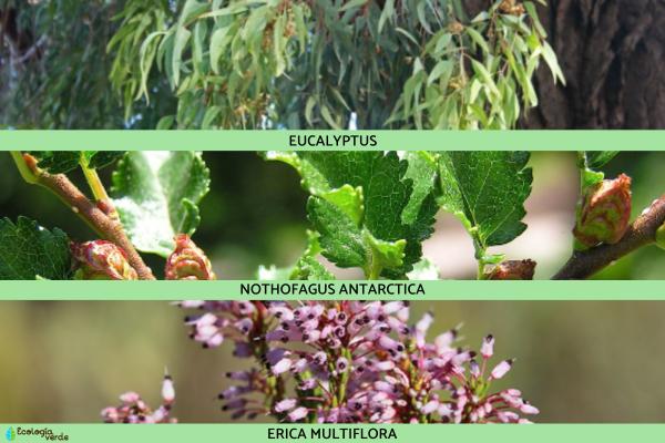Plantas pirófilas: qué son, tipos y ejemplos - Ejemplos de plantas pirófilas