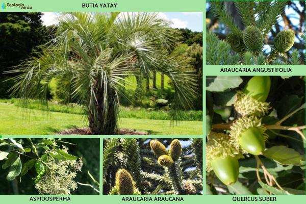 Plantas pirófilas: qué son, tipos y ejemplos -