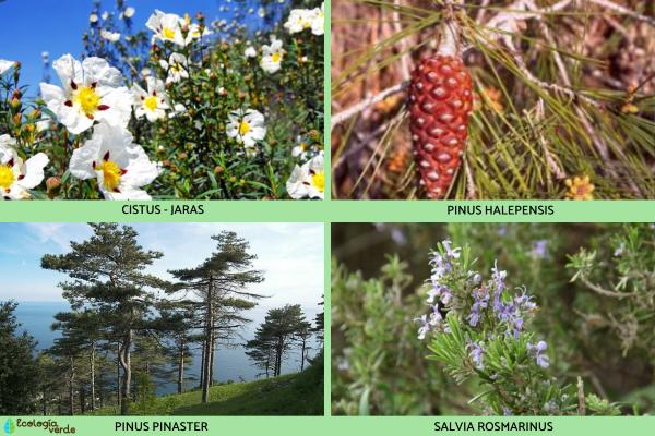 Plantas pirófilas: qué son, tipos y ejemplos -