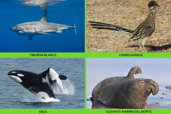 Flora y fauna de Baja California - Fauna de Baja California