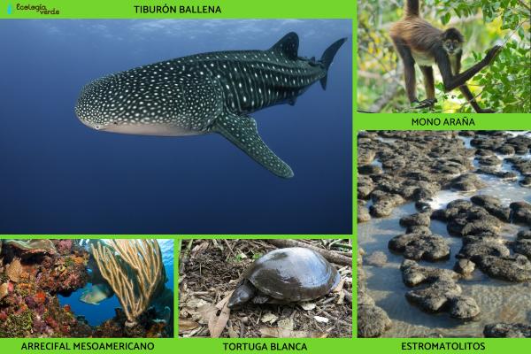 Flora y fauna de Quintana Roo - Fauna de Quintana Roo