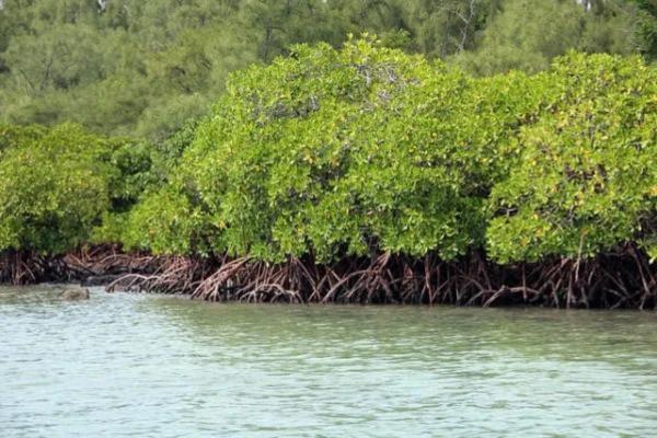 Recursos naturales de Yucatán - Vegetación