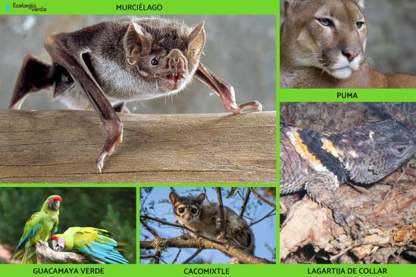Flora y fauna de Puebla - Fauna de Puebla