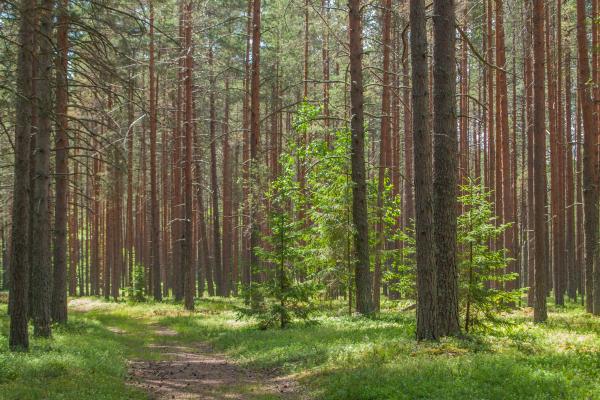 Recursos naturales de Puebla - Ecosistemas