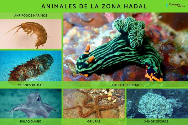 Zona hadal: qué es, flora y fauna - Fauna de la zona hadal