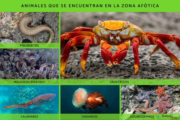 Zona afótica: qué es, flora y fauna - Fauna de la zona afótica