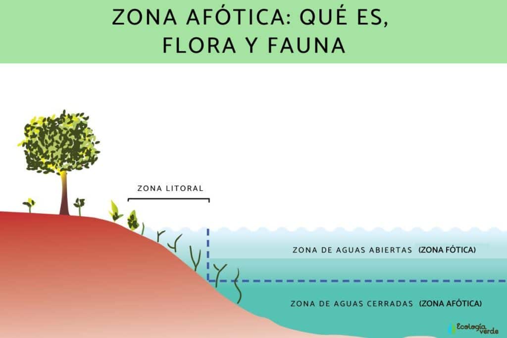 Zone aphotique : définition, flore et faune - Info Utiles