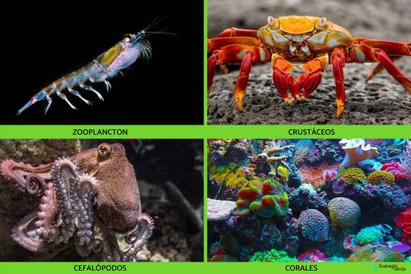 Zona fótica: qué es, flora y fauna - Fauna de la zona fótica
