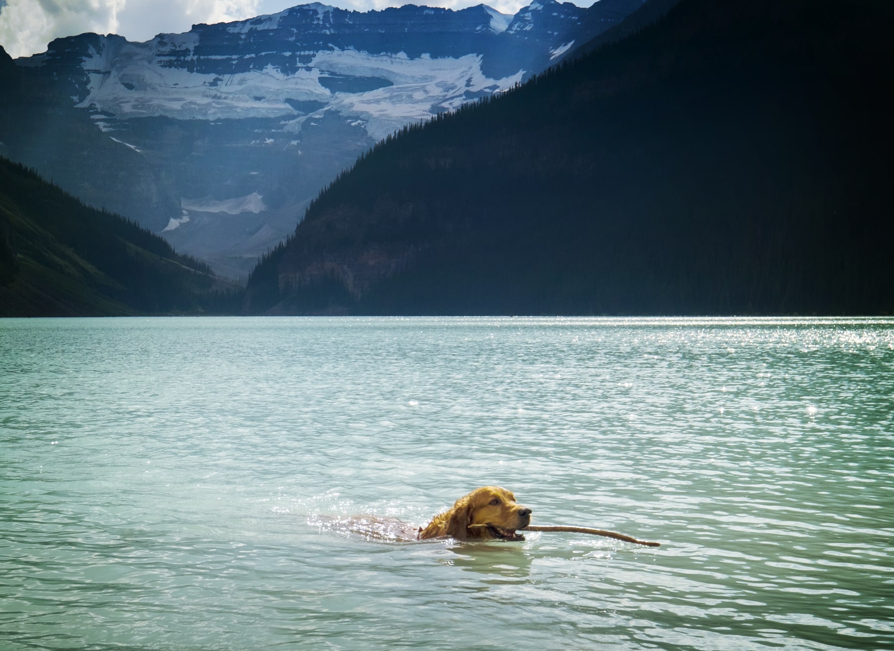 Baignade avec son chien dans une rivière ou un lac : attention aux algues et toxines dans l’eau
