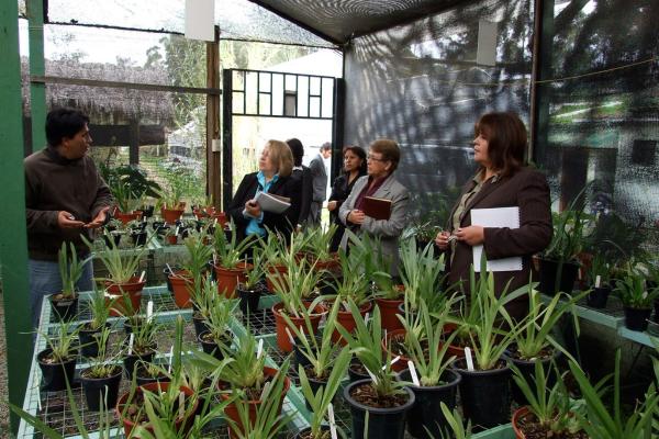 Qué es la botánica y qué estudia - Ramas o división de la botánica