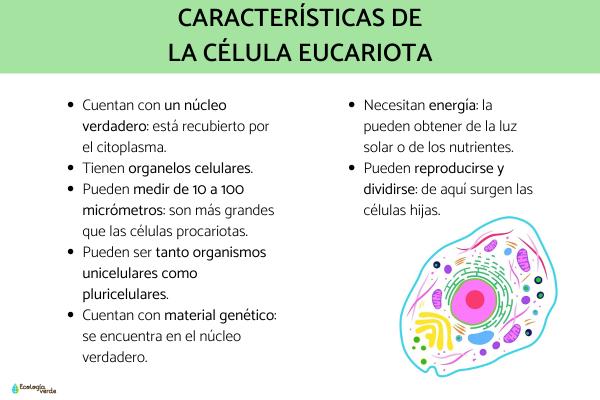 Célula eucariota: qué es, características, partes y funciones - Qué es la célula eucariota y sus características