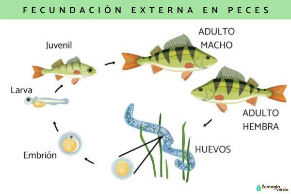 Reproducción de los peces - Tipos de reproducción de los peces