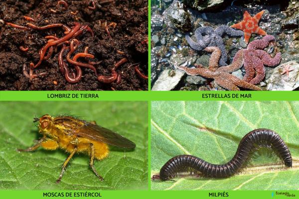 Detritívoros: définition et exemples - Exemples d’animaux détritivores
