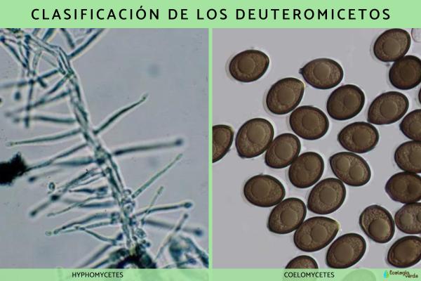 Qué son los deuteromicetos: características y ejemplos - Clasificación de los deuteromicetos