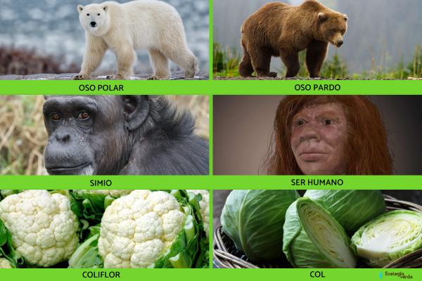 Evolución divergente: definición y ejemplos - Ejemplos de evolución divergente
