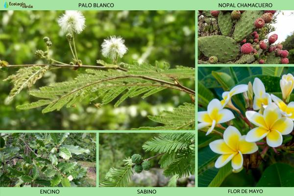 Flora y fauna de Guanajuato - Flora de Guanajuato