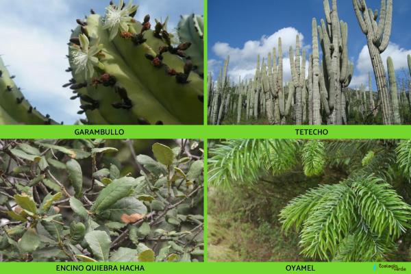 Flora y fauna de Puebla - Flora de Puebla