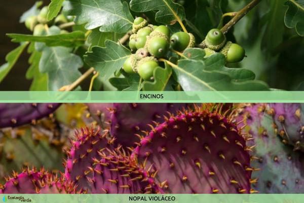 Flora y fauna de Durango - Flora de Durango