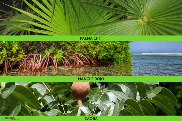 Flora y fauna de Quintana Roo - Flora de Quintana Roo