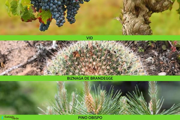 Flora y fauna de Baja California - Flora de Baja California