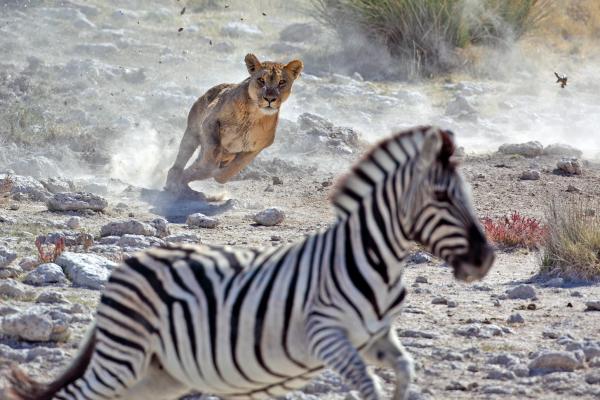 Qué es el instinto de los animales y ejemplos - Qué es el instinto animal