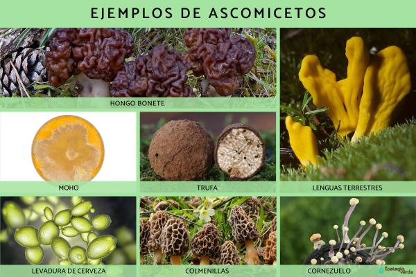 Qué son los ascomicetos: características y ejemplos - Ejemplos de ascomicetos