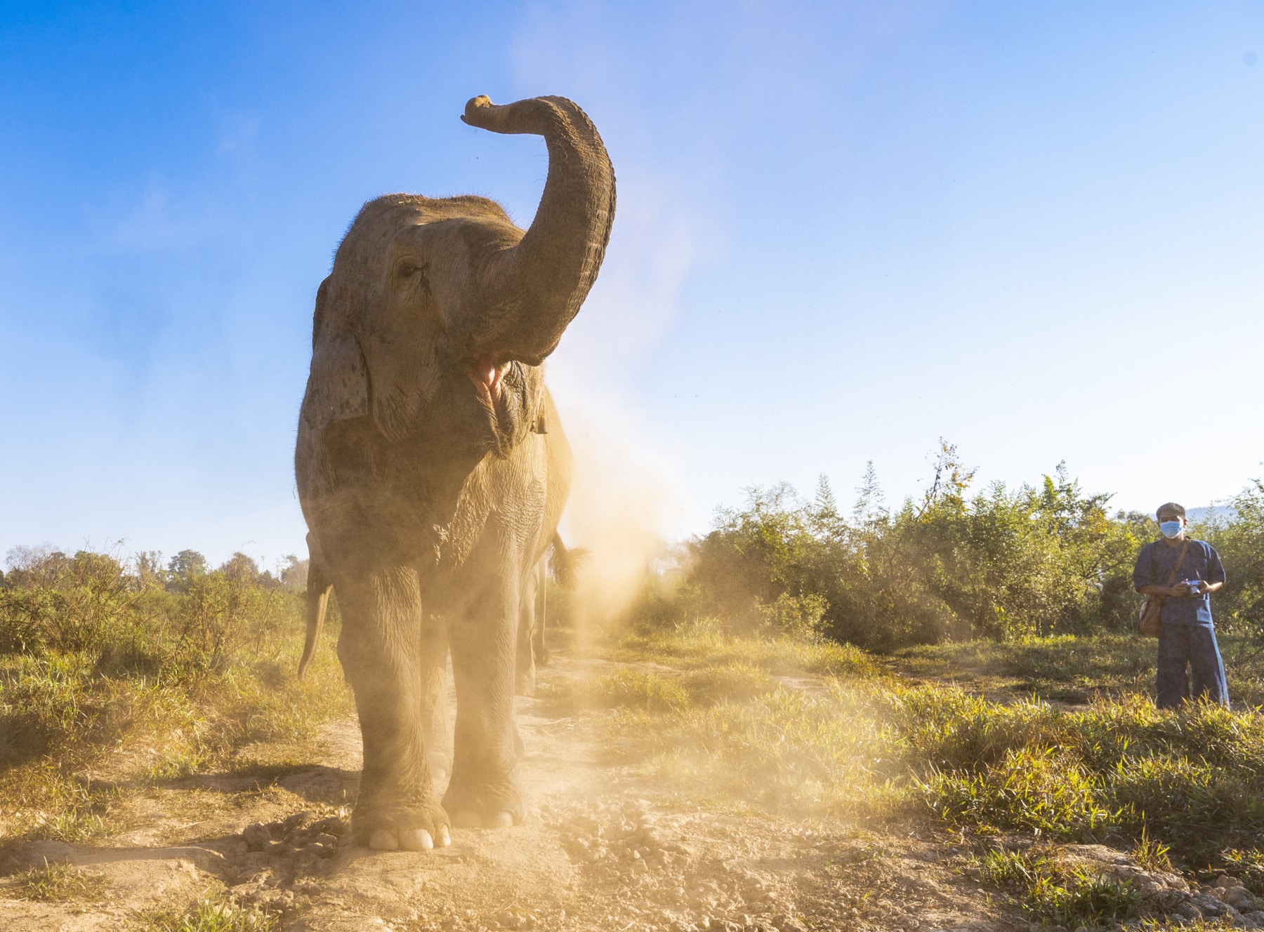 Les éléphants ne prennent pas de décisions impulsives : ils réfléchissent avant d'agir
