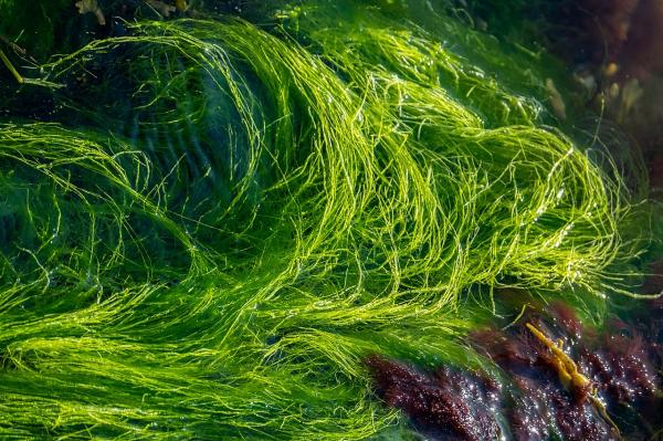 Macroalgas: qué son, tipos y ejemplos - Qué son las macroalgas y características
