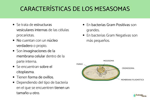 Mesosomes: définition, fonction et composition - Que sont les mesosomes et leurs caractéristiques