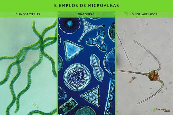 Qué son las microalgas: características, ejemplos e importancia - Ejemplos de microalgas