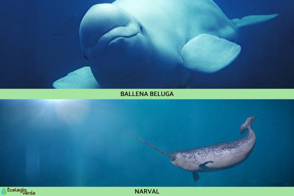 Monodontidae: qué son y características - Ejemplos de Monodontidae