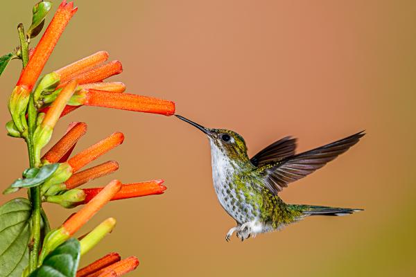 Aves herbívoras: ejemplos, características y tipos - Características de las aves herbívoras