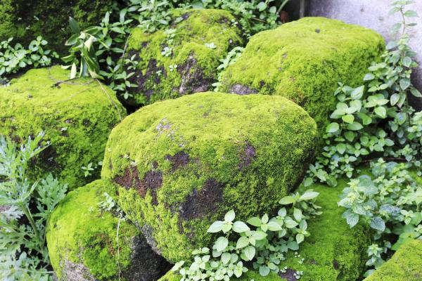Plantas criptógamas: qué son, características y ejemplos - Tipos de plantas criptogamas