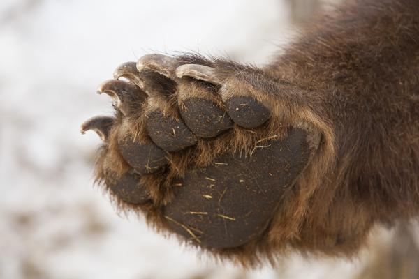 Plantígrados: qué son y ejemplos - Qué son los animales plantígrados