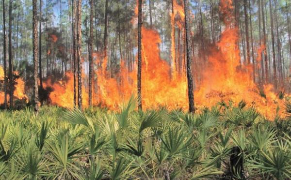 Problemas ambientales en Bolivia - Incendios forestales