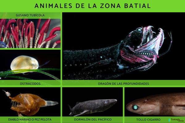 Zona batial: qué es, flora y fauna - Fauna de la zona batial
