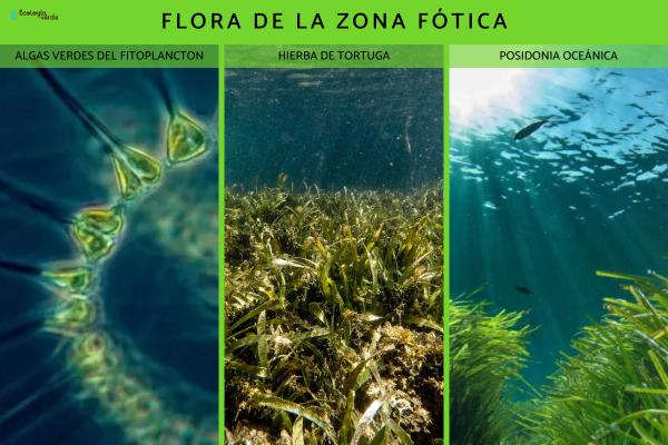 Zona fótica: qué es, flora y fauna - Flora de la zona fótica