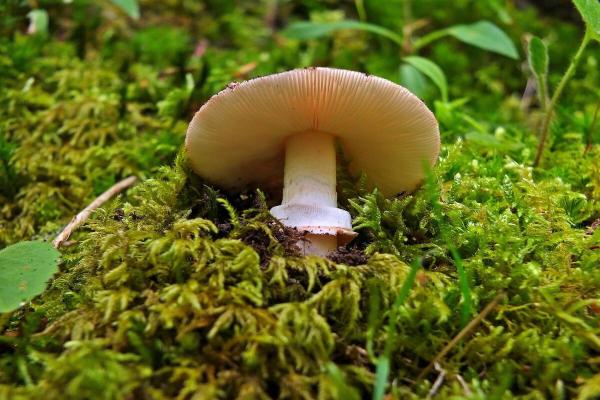Basidiomicetos: características, partes y ejemplos - Partes de los basidiomicetos