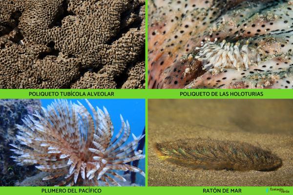 Polychètes: que sont-ils, exemples et habitat - Exemples de polychètes