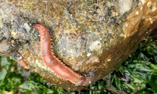 Polychètes: que sont-ils, exemples et habitat - Habitat des polychètes