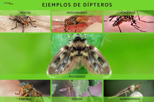 Dípteros: définition, caractéristiques y tipos - Tipos de dípteros