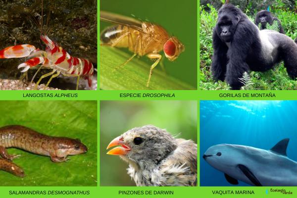 Especiación alopátrica: ejemplos y características - Ejemplos de especiación alopátrica