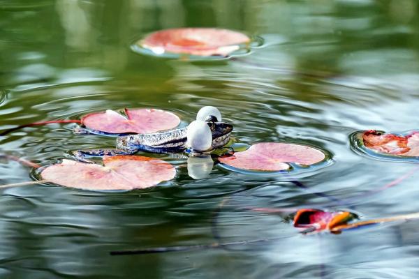 Qué son las aguas superficiales: définition et exemples - Types d’eaux superficielles