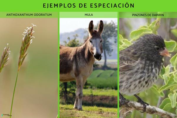 Qué es la especiación y ejemplos - Ejemplos de especiación