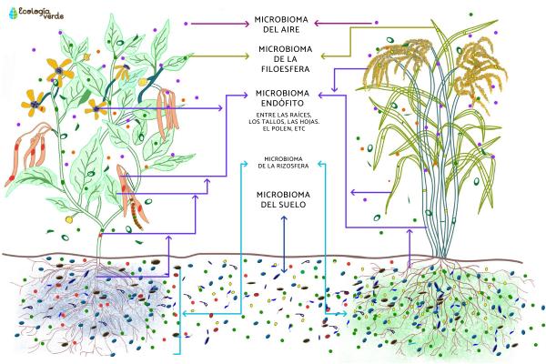Microbioma: qué es, funciones y ejemplos - Microbioma del suelo y de las plantas