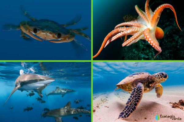 Necton: qué es y ejemplos - Ejemplos de animales del necton