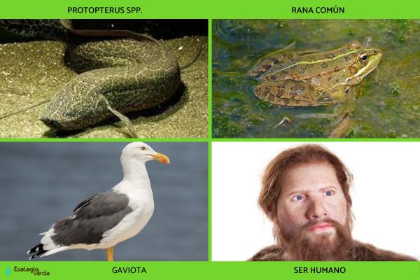 Cordados: qué son, características y ejemplos -