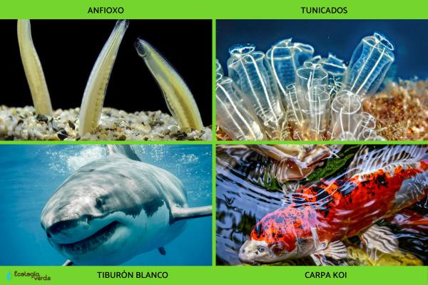 Cordados: qué son, características y ejemplos - Ejemplos de cordados