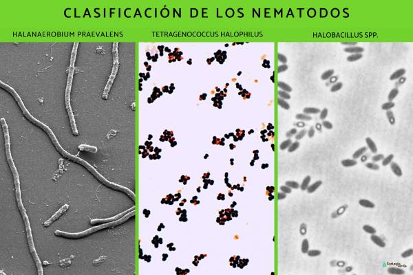Bacterias halófilas: ejemplos y características - Ejemplos de bacterias halófilas