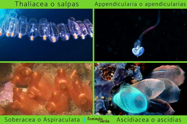 Tunicados: características y ejemplos - Ejemplos de tunicados